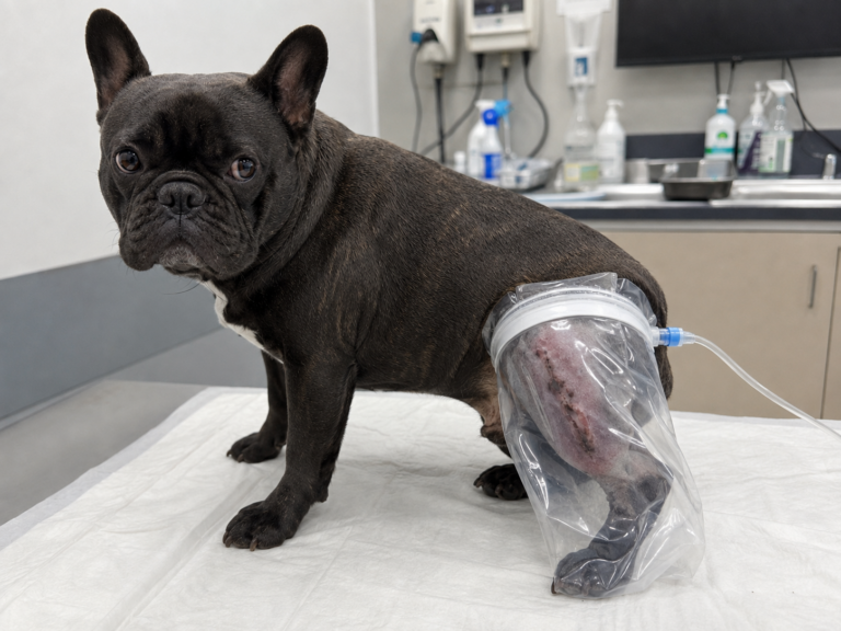 Illustration : chien dont une patte est placée dans une poche de bagging