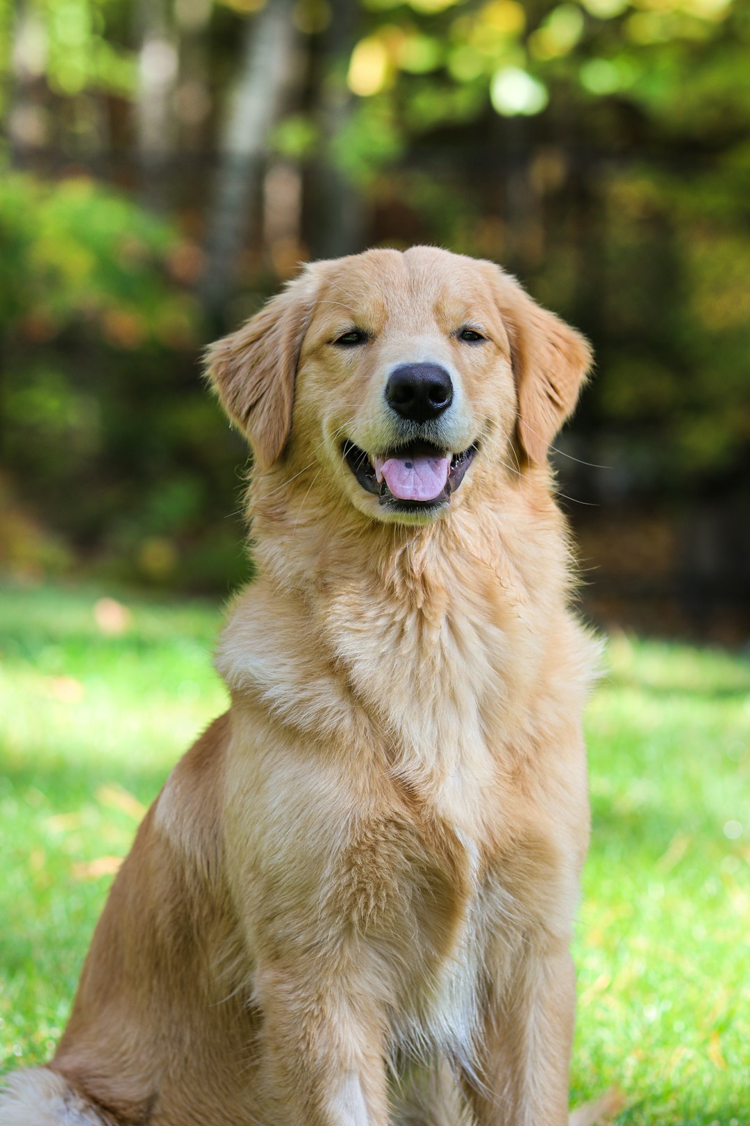 Golden retriever sitting in grass